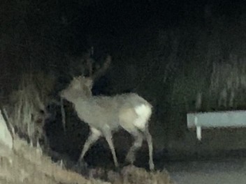 夜間の走行はご注意を！